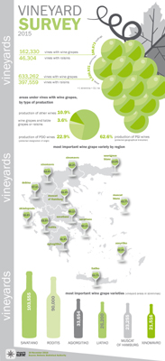 infographic vineyard